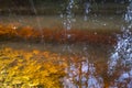 view through reflections in a lake at the walk through the Fohramoos European Protection Area near Dornbirn in Austria Royalty Free Stock Photo