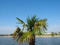 River Rhein view in Duesseldorf - selective focus on palm Royalty Free Stock Photo