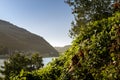 View of the Rhine river and the village Assmannshausen Royalty Free Stock Photo