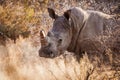 View of a rhinoceros in its habitat on safari in Okavanga, Delta, Botswana Royalty Free Stock Photo