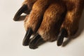 View at Rhodesian Ridgeback Dog`s paws on white floor in studio