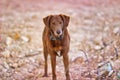 View of Rhodesian ridgeback standing on the ground Royalty Free Stock Photo