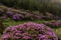 View on rhododendron blossom at the vee, ireland