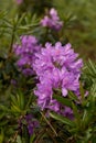 View on rhododendron blossom at the vee, ireland