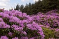 View on rhododendron blossom at the vee, ireland