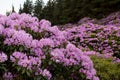 View on rhododendron blossom at the vee, ireland