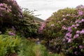 View on rhododendron blossom at the vee, ireland