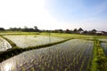 Rice field. Bali, Indonesia Royalty Free Stock Photo