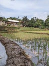 view of a rice field and clouds beauty Royalty Free Stock Photo