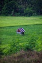 View of Rice field from hill at Barru Royalty Free Stock Photo