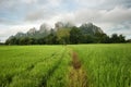 View of rice field and Khao Nor with partial cloudy at Nakhon Sawan, Thailand.