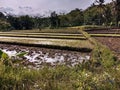 view of a rice field and rice plants