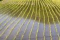 View on a rice field with plants in a row on an irrigated field.