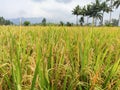 view of rice field in suburbian