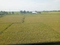 view of rice fields from above Royalty Free Stock Photo
