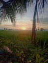 view of rice fields accompanied by the emergence of the morning sun