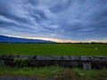 view of rice fields in the afternoon in Lampaseh Village, Aceh Besar District 03/16/20222