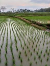 view of rice fields in the afternoon Royalty Free Stock Photo