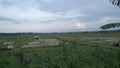 The view of the rice fields in the afternoon before sunset.