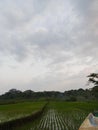 view of rice fields in the afternoon Royalty Free Stock Photo