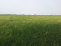View of rice fields around the nature-themed restaurant Royalty Free Stock Photo