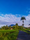 A view of rice fields with the background of Mount Galungunggung in Tasikmalaya Regency, Indonesia