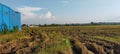 the view of the rice fields being harvested Royalty Free Stock Photo