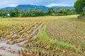 View of the rice fields being harvested in the afternoon Royalty Free Stock Photo