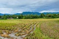 View of the rice fields being harvested in the afternoon Royalty Free Stock Photo