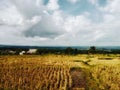 The view of the rice fields after being harvested is against the background of white clouds Royalty Free Stock Photo