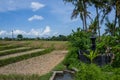 View on rice fields in Canggu, Bali Royalty Free Stock Photo