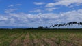 Manjuyod Rice Fields 01