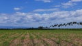 Manjuyod Rice Fields 02