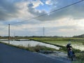 view of the rice fields in the evening