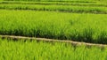 The view of growing rice fields with embankment, shot angle