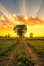 View of the rice fields after harvest during sunset. Farm, Agriculture concept