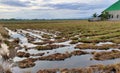 View of the rice fields after hijacking, see water inundate the ground on the rice fields, this photo is suitable for background