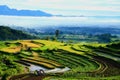 View of the rice fields in the morning from a height Royalty Free Stock Photo