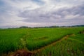 View of rice fields on the mountain with a beautiful terraced rice field system