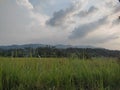 view of rice fields and mountains
