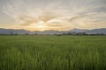 View of rice fields and mountains during sunset time before dark Royalty Free Stock Photo