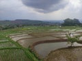view of the rice fields and mountains in the village Royalty Free Stock Photo