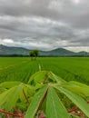 view of rice fields and mountains in the village Royalty Free Stock Photo