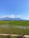 view of rice fields and mountains in a village Royalty Free Stock Photo