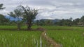View of rice fields near Barisan Hill in South Sumatra Royalty Free Stock Photo
