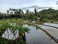 view of rice fields with newly planted rice and coconut trees and frangipani trees