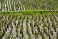 Close-up shot of a paddy field that has just been planted with rice seeds in the morning Royalty Free Stock Photo