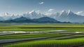 View of rice fields ready to be harvested and mountains Royalty Free Stock Photo