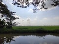 view of rice fields and river under the blue sky Royalty Free Stock Photo