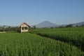 View of rice fields and small huts in the morning in Tasikmalaya, West Java